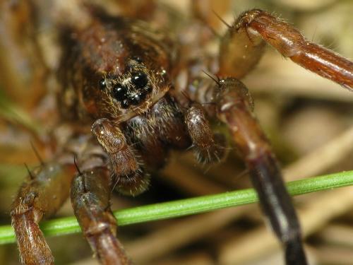 Réf. 31 234 : Trochosa sp.