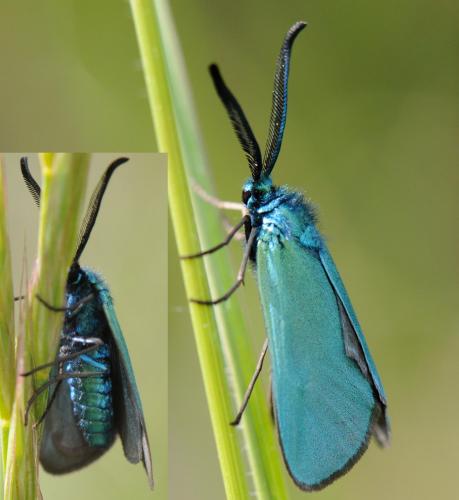 Adscita mannii