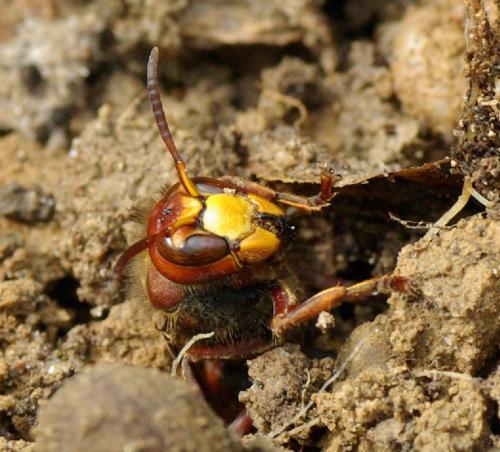 Réf. 31 053 : Vespa crabro