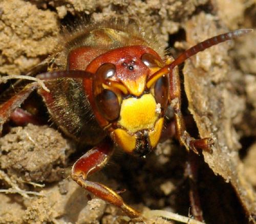 Réf. 31 056 : Vespa crabro