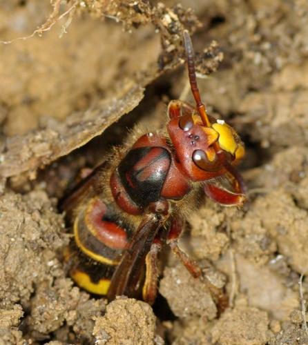 Réf. 31 054 : Vespa crabro