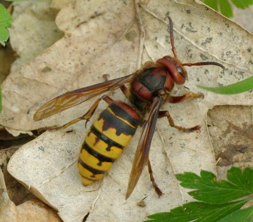 Réf. 31 055 : Vespa crabro
