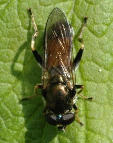 Xylota segnis