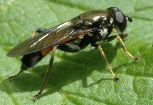 Xylota segnis