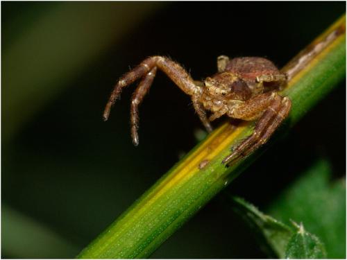 Xysticus sp.