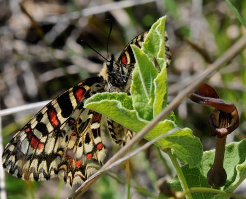 Zerynthia rumina
