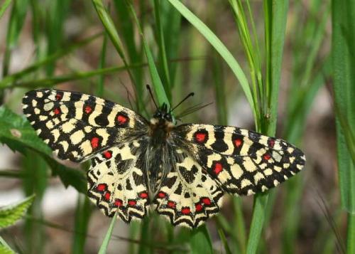 Zerynthia rumina