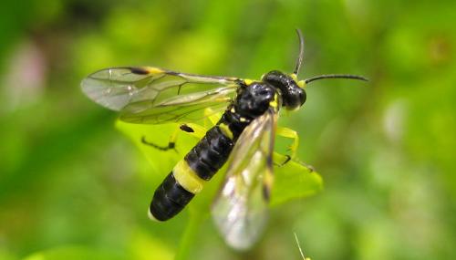 Zonuledo zonula