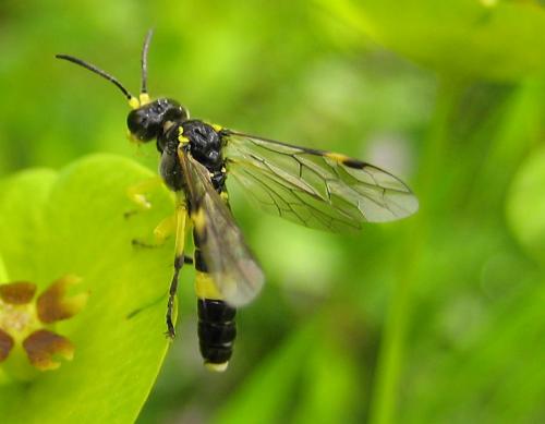 Zonuledo zonula