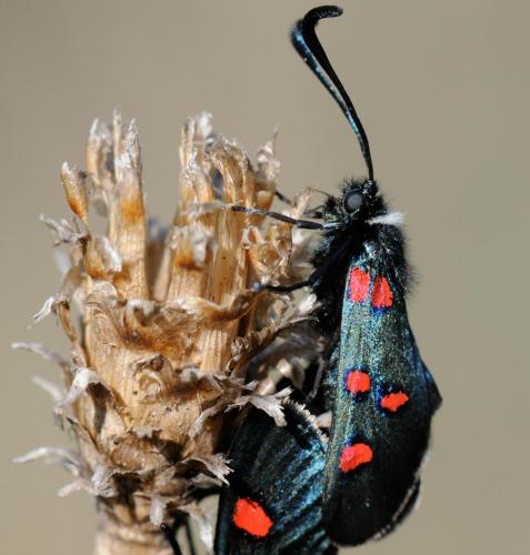 Zygaena lavandulae