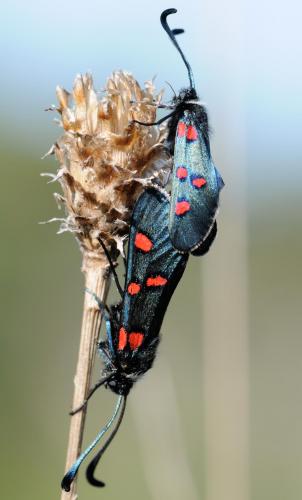 Zygaena lavandulae