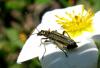 31322 – Photo : Normand Mlaure – France (34)