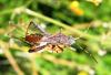 31495 – Photo : Normand Mlaure – France (34)
