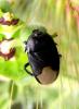 31650 – Photo : Normand Mlaure – France (34)