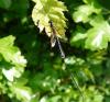 31707 – Photo : Patrick Straub – France (67)