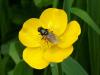 31249 – Photo : Patrick Straub – France (79)