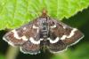31631 – Photo : Pierre OGER – Belgique