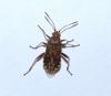 Stictopleurus sp.