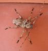31121 – Photo : hecqueville – Martinique