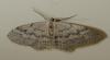 31781 – Photo : Régis Henry – France (57)