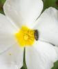 31778 – Photo : E. SERRES – France (83)