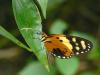 31890 – Photo : Alexandre Vinot – Guyane française