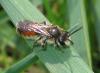 31005 – Photo : Christine DEVILLERS – Belgique