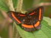 31178 – Photo : Alexandre Vinot – Guyane française