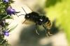 Bombus sp.