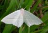 31770 – Photo : Anne-Marie Uyttenbroeck – France (46)