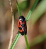 31157 – Photo : FATON Jean-Michel – France (26)