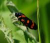31468 – Photo : FATON Jean-Michel – France (26)