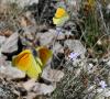 31075 – Photo : FATON Jean-Michel – France (26)