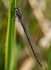 31335 – Photo : FATON Jean-Michel – France (26)