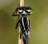 31336 – Photo : FATON Jean-Michel – France (26)