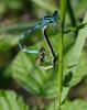 Coenagrion mercuriale