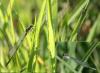 Coenagrion puella