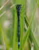 31340 – Photo : FATON Jean-Michel – France (26)