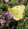 31251 – Photo : FATON Jean-Michel – France (26)