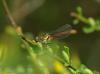 31457 – Photo : Michel Ehrhardt – France (68)