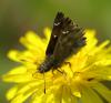 31728 – Photo : Michel Ehrhardt – France (68)