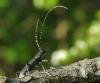 31427 – Photo : Michel Ehrhardt – France (68)