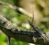31428 – Photo : Michel Ehrhardt – France (68)