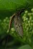 31801 – Photo : Michel Ehrhardt – France (68)