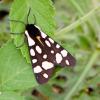31928 – Photo : taeniatus – France (83)
