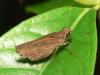 31352 – Photo : Alexandre Vinot – Guyane française