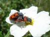 31084 – Photo : Arnaud Jean-Pierre – France (34)