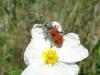 31086 – Photo : Arnaud Jean-Pierre – France (34)