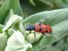 31123 – Photo : Arnaud Jean-Pierre – France (34)