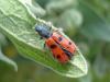 31127 – Photo : Arnaud Jean-Pierre – France (34)